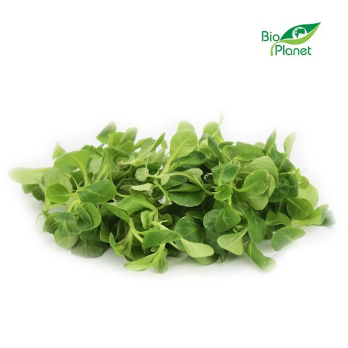 19922ROSZPONKA ŚWIEŻA NIEMYTA BIO (około 0,10 kg)-1