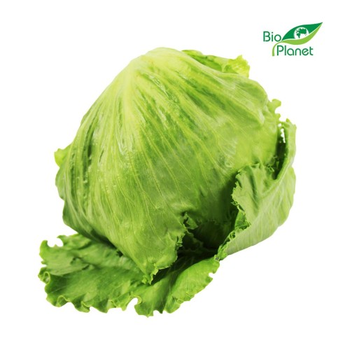 21691SAŁATA LODOWA ŚWIEŻA BIO (POLSKA) (około 0,30 kg)-1