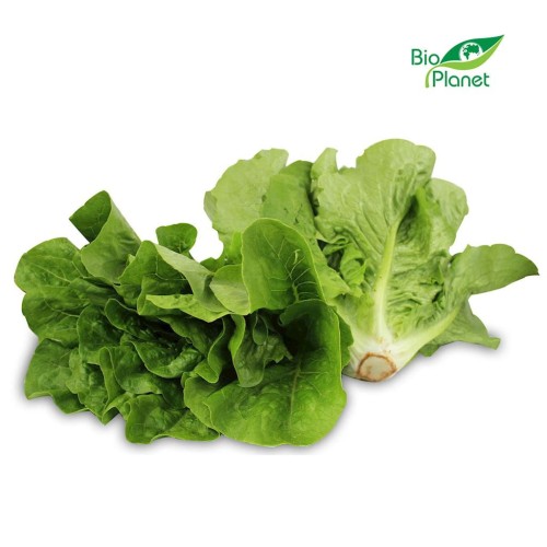 21693OPAKOWANIE ZBIORCZE (szt) - SAŁATA RZYMSKA MINI ŚWIEŻA BIO (POLSKA) (około 8 opakowań)-1