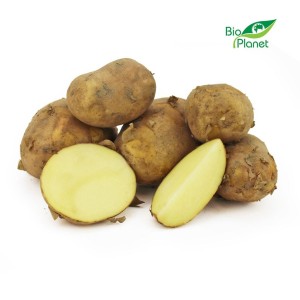 OPAKOWANIE ZBIORCZE (kg) - ZIEMNIAKI BIAŁE MŁODE ŚWIEŻE BIO (POLSKA) (około 15 kg)