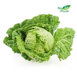 KAPUSTA WŁOSKA ŚWIEŻA BIO (POLSKA) (około 1,00 kg)