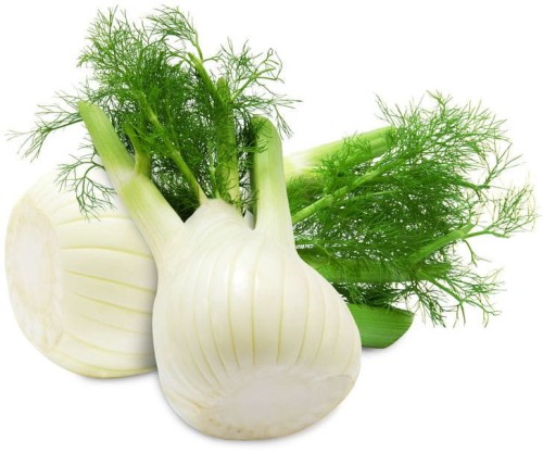 25246OPAKOWANIE ZBIORCZE (kg) - KOPER WŁOSKI ŚWIEŻY (FENKUŁ) BIO (POLSKA) (około 3 kg )-1
