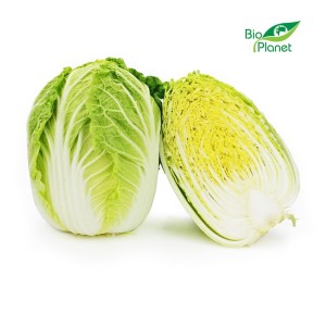 OPAKOWANIE ZBIORCZE (kg) - KAPUSTA PEKIŃSKA ŚWIEŻA BIO (około 7,5 kg)