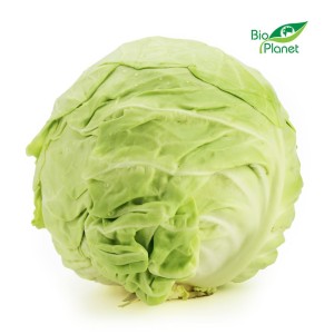 OPAKOWANIE ZBIORCZE (kg) - KAPUSTA MŁODA ŚWIEŻA BIO (około 10 kg)