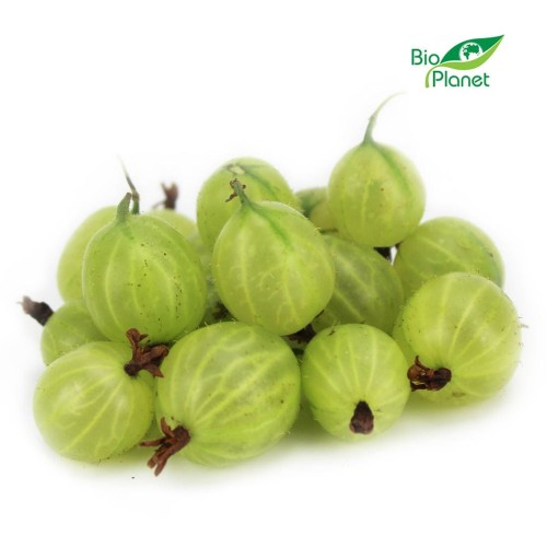 28644OPAKOWANIE ZBIORCZE (kg) - AGREST ŚWIEŻY BIO (POLSKA) (około 4 kg)-1