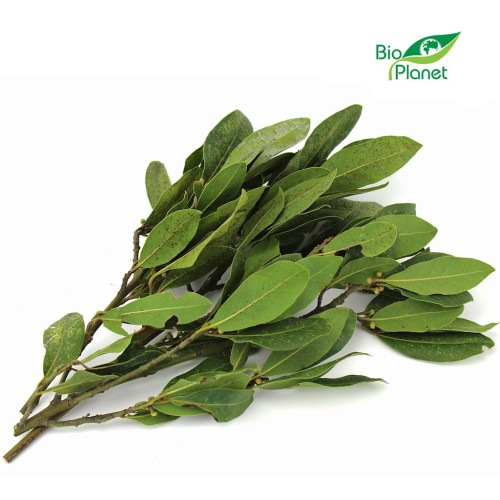 LIŚĆ LAUROWY ŚWIEŻY BIO (około 50 g)-1 34359 