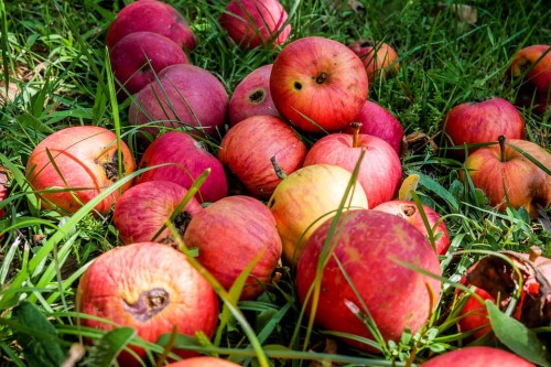 apple-4408205_960_720.jpg