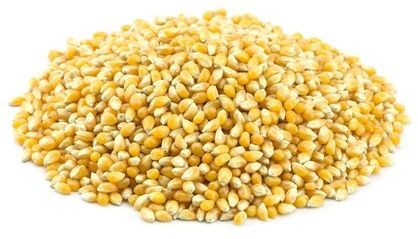 16289POPCORN (ZIARNO KUKURYDZY) BIO (SUROWIEC) (25 kg) 2-1