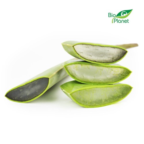 16985ALOES ŚWIEŻY BIO (około 0,50 kg)-1